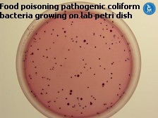 Coliforms on MUG Agar